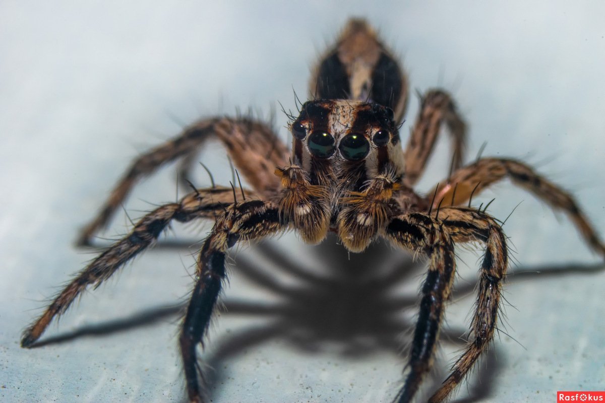 Паук Арахнид