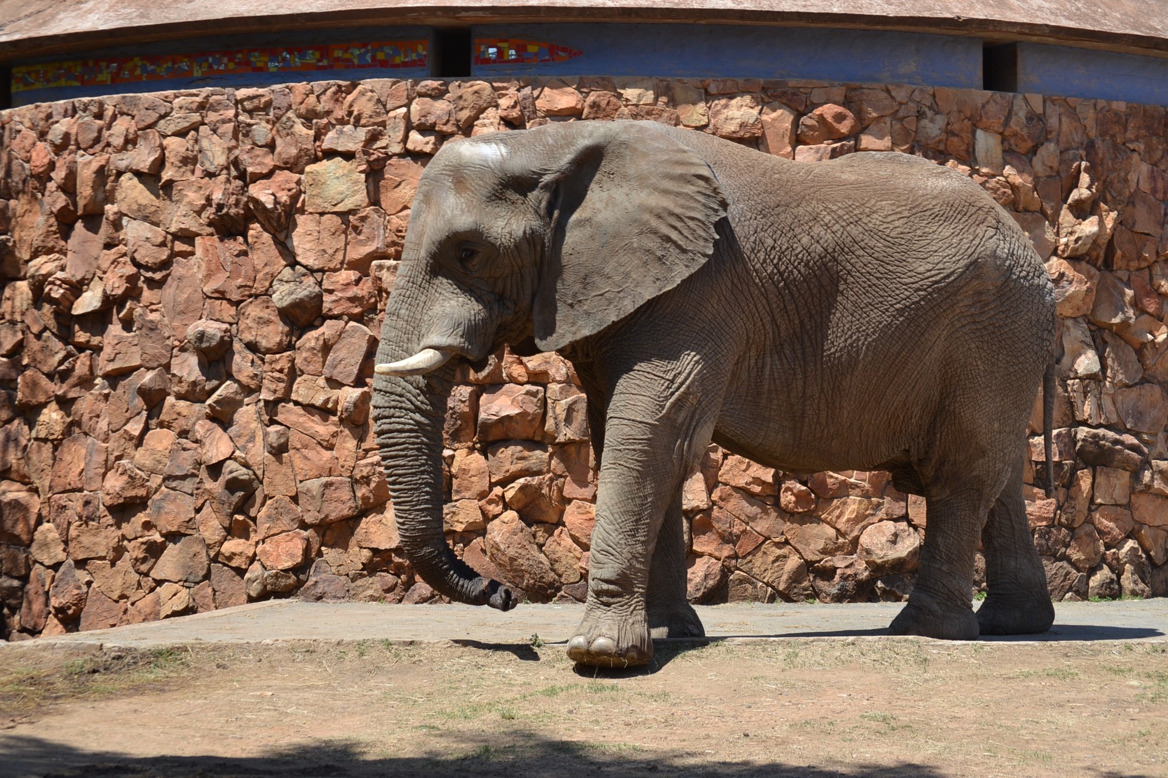 Как выглядит слоновая. Слон в Московском зоопарке. Московский зоопарк Африканский слон. Африканский слон в зоопарке. Слоник в зоопарке.