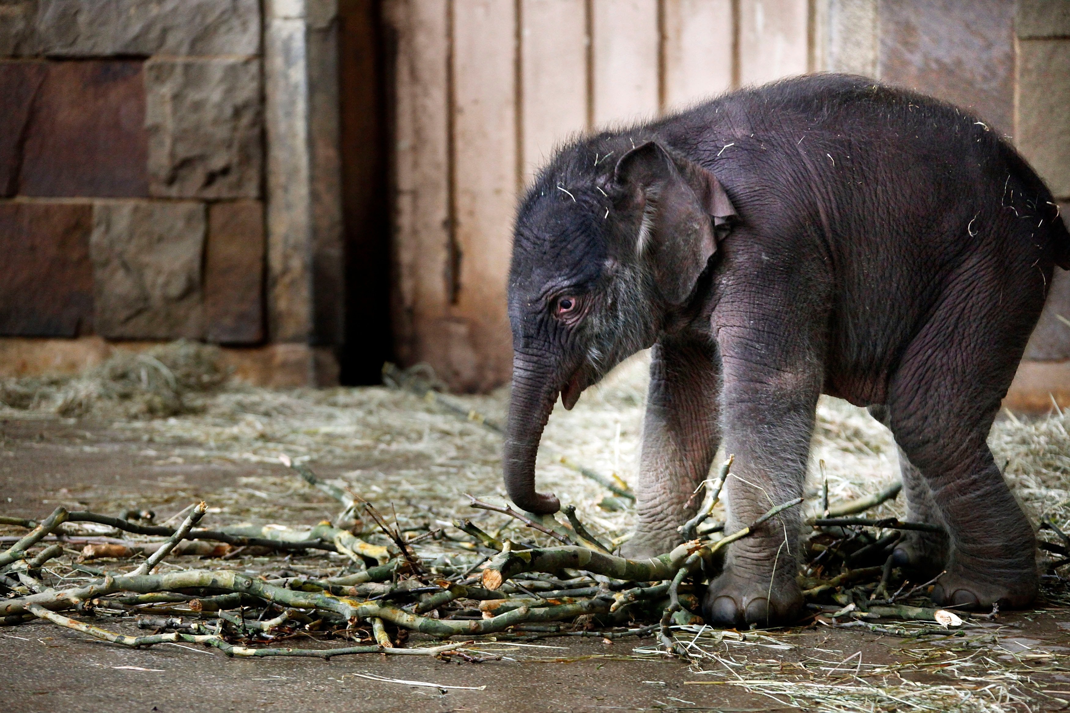 Сколько детенышей носорога родилось в 2001 году. Худой слон. Маленький Слоненок. Слон в неволе.