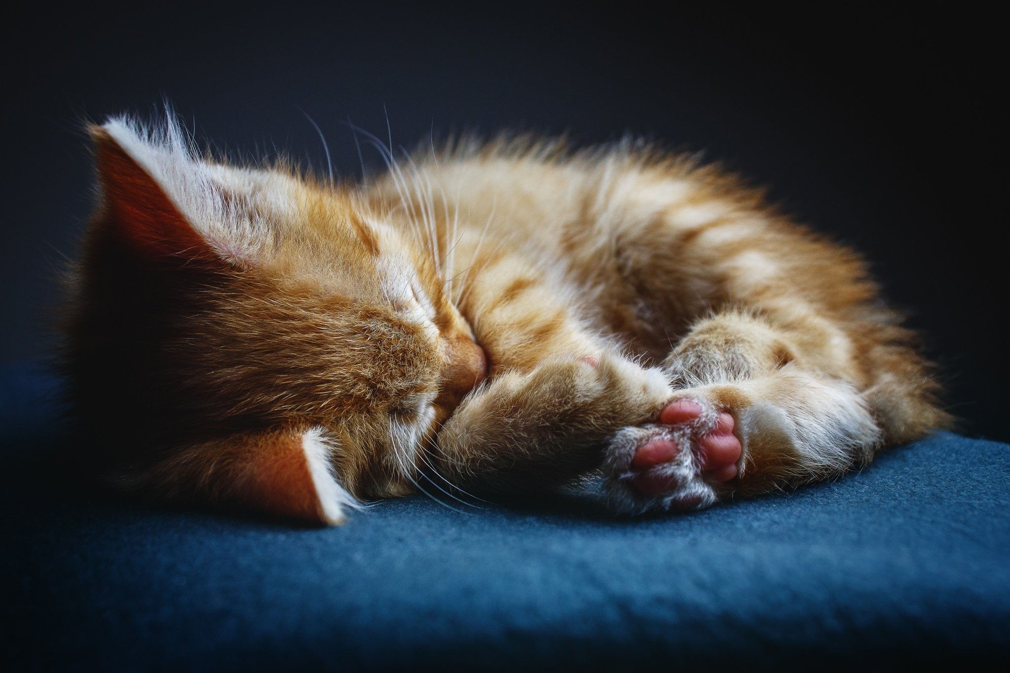 Приятная спокойная. Спящие котики. Спящий котенок. Котенок. Спокойной ночи!.