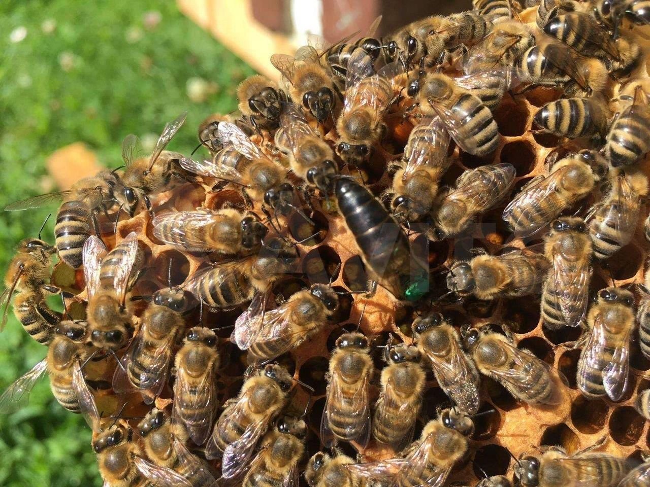 Породы пчел купить. Пчелопакеты Карника. Пчеломатка Карника. Пчелопакеты Карпатка. Пчёлы Карника пчелопакеты.