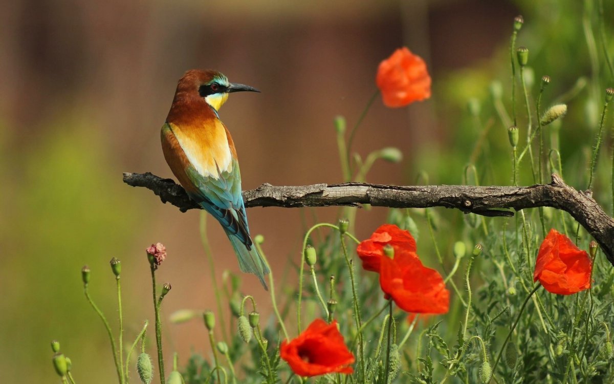 Птицы летом