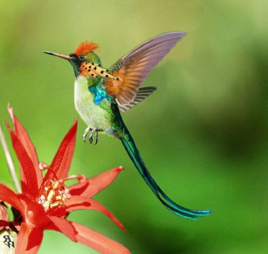 Обои на рабочий стол птицы