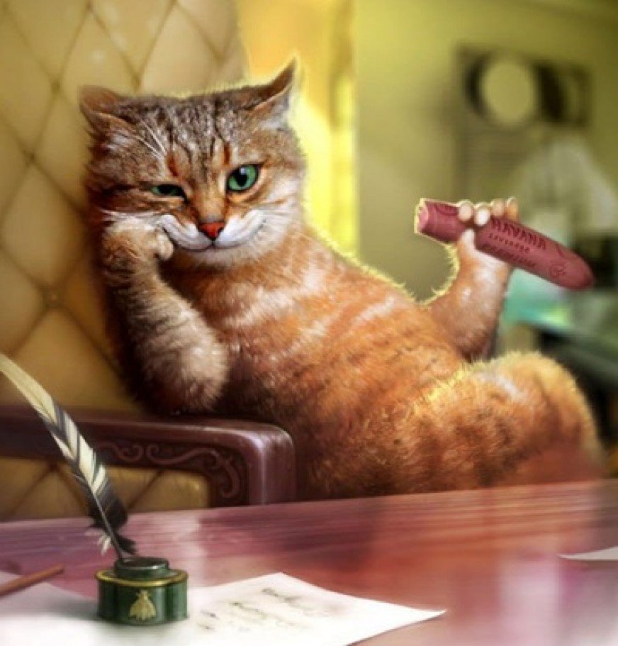 PNG картинки умный кот