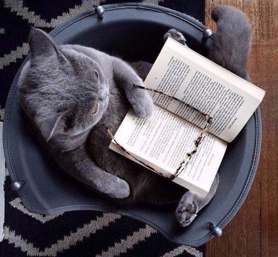 Кошка с глобусом