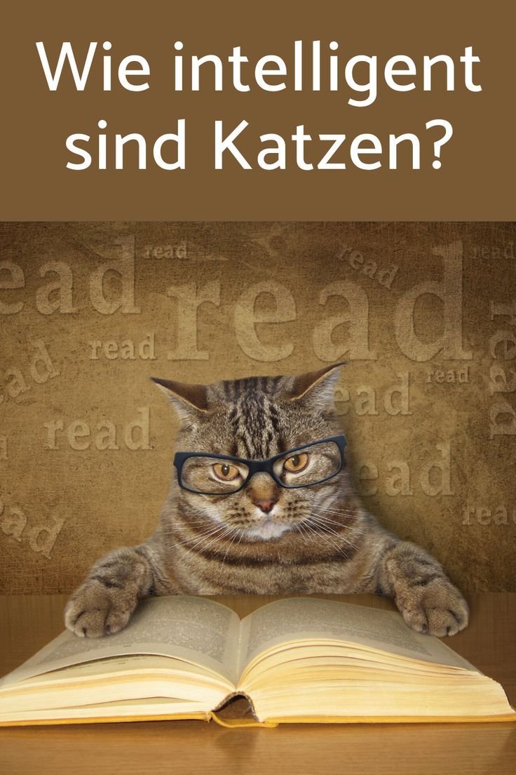 Чёрный кот сидит в очкпх