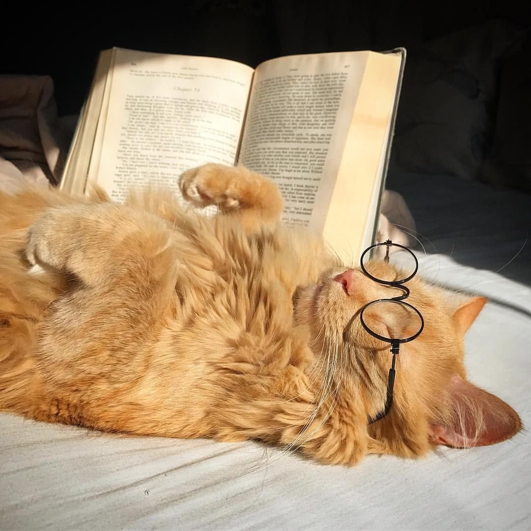 Кот ученый из сказки Пушкина