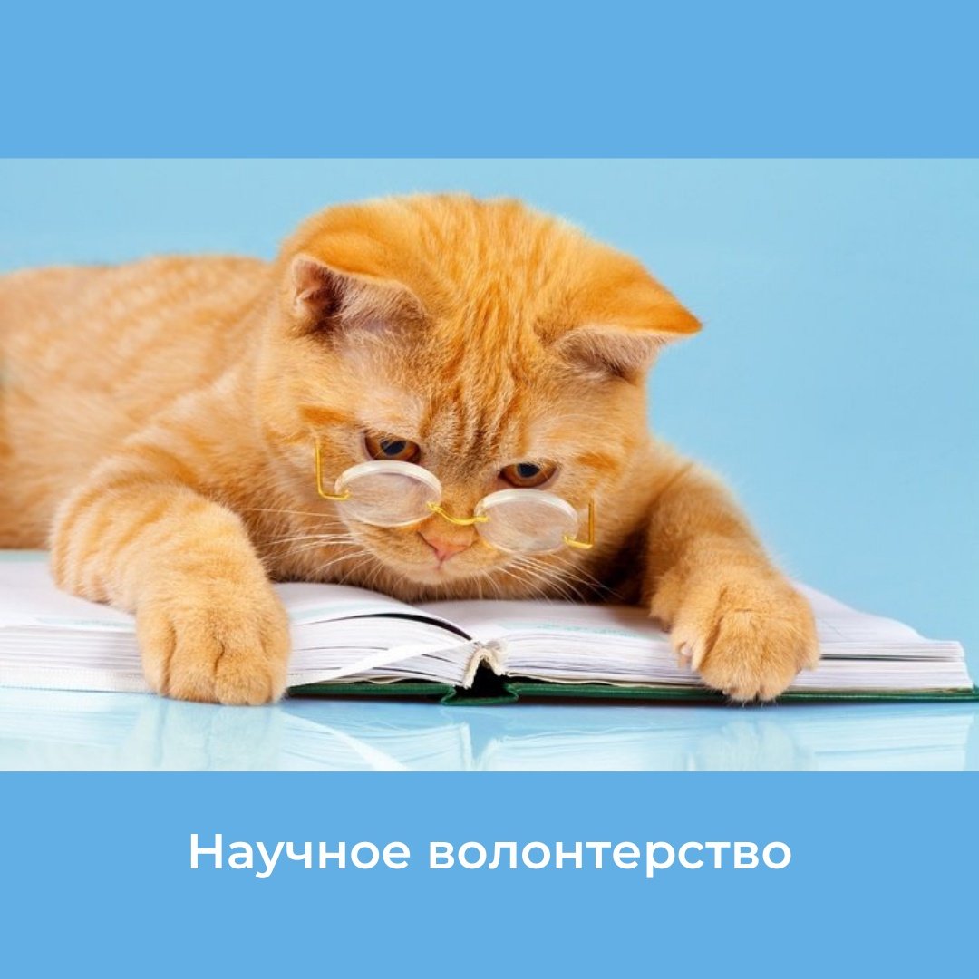 Кот в очках