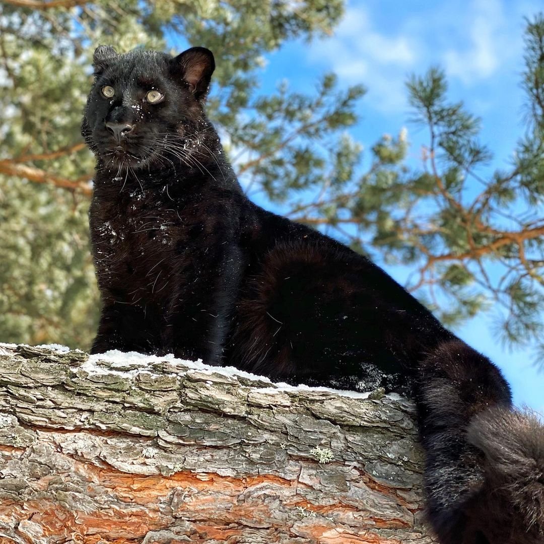 Пума и ротвейлер