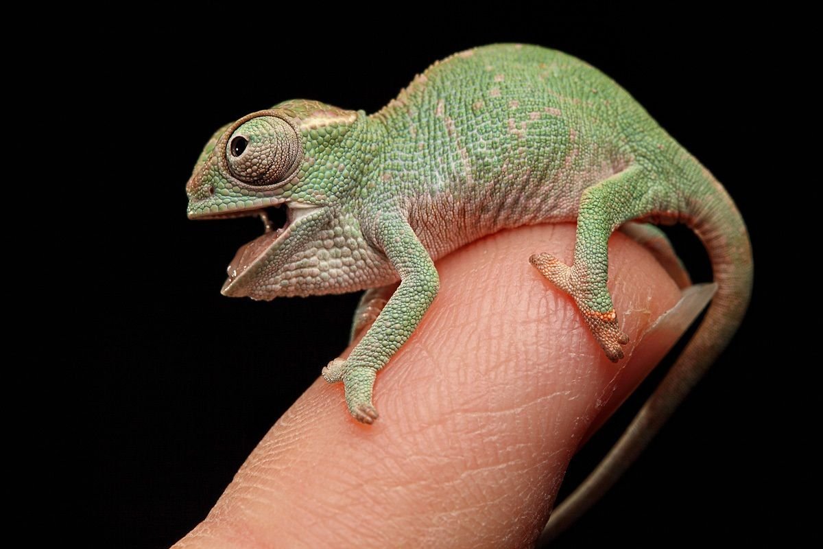 Пальцы хамелеона