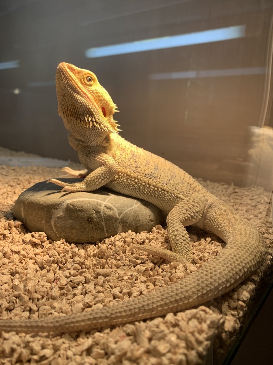 Ящерица бородатая агама