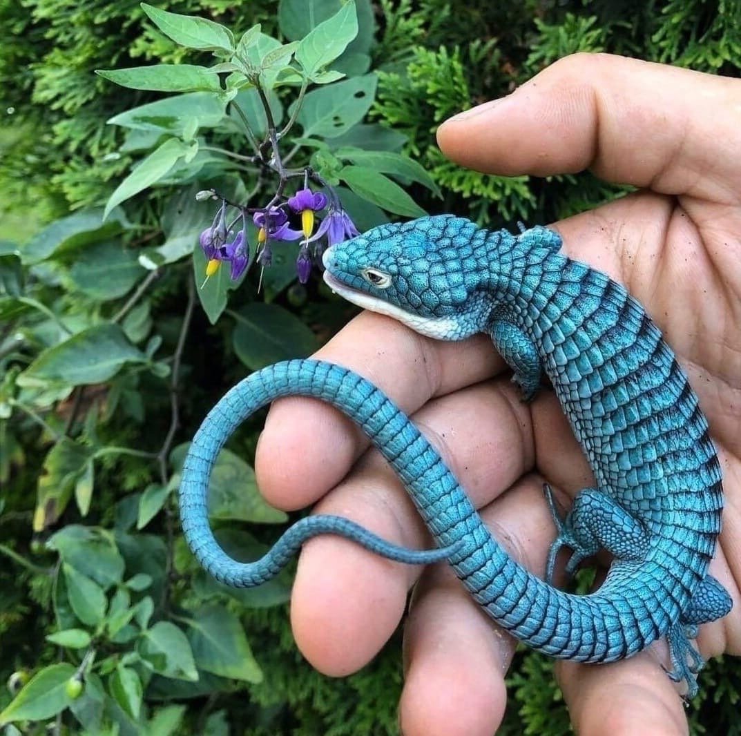 Голубая Аброния