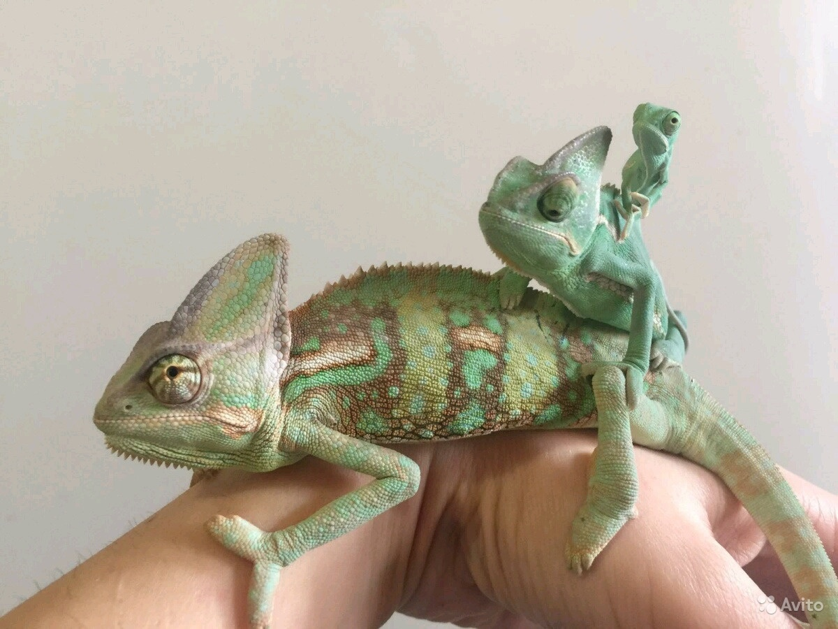 Хамелеон йеменский шлемоносный