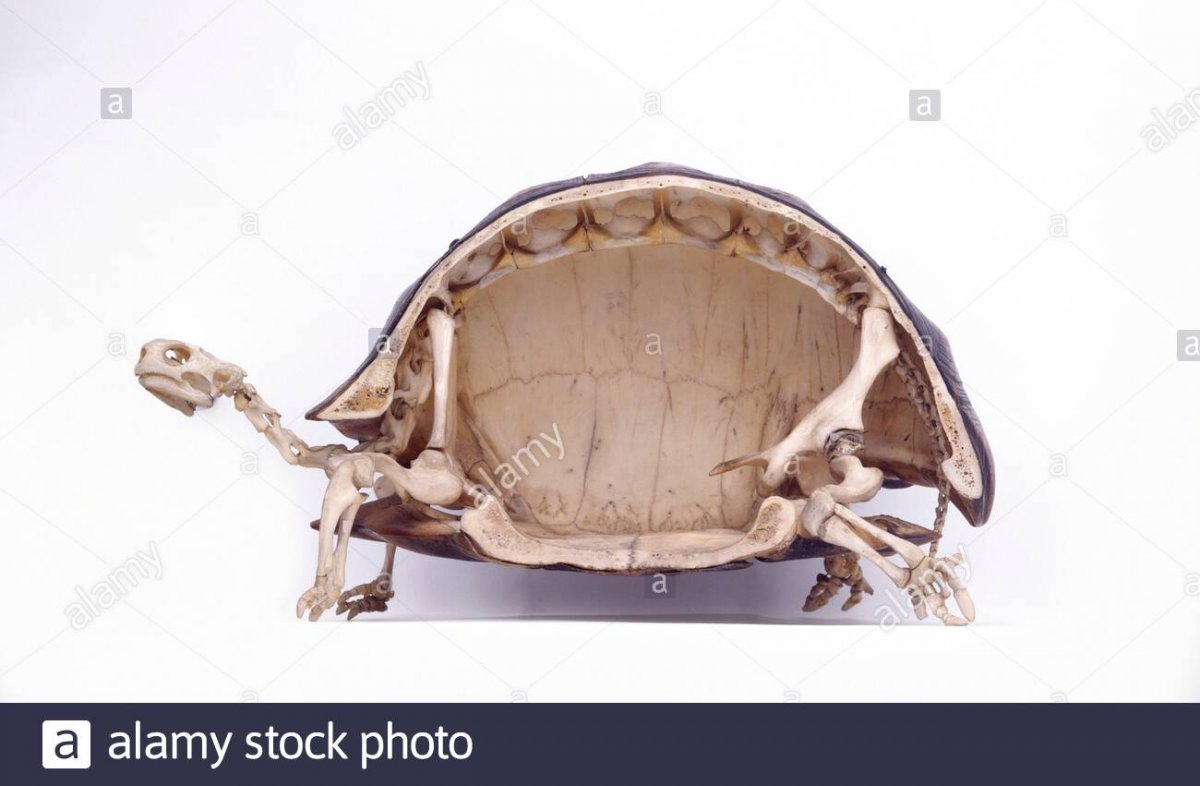 Черепаха Тартаруга