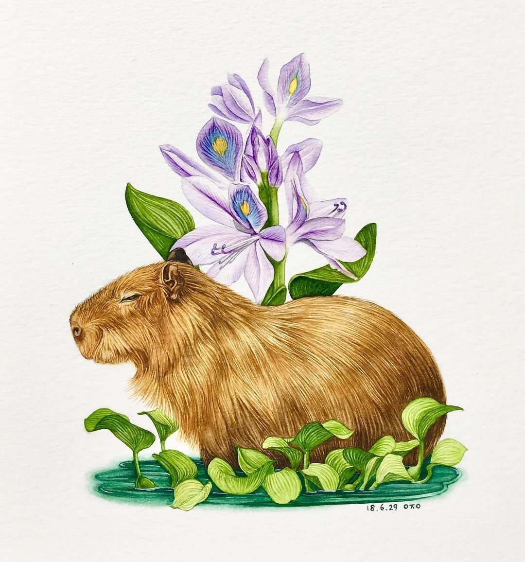 Самый большой грызун капибара