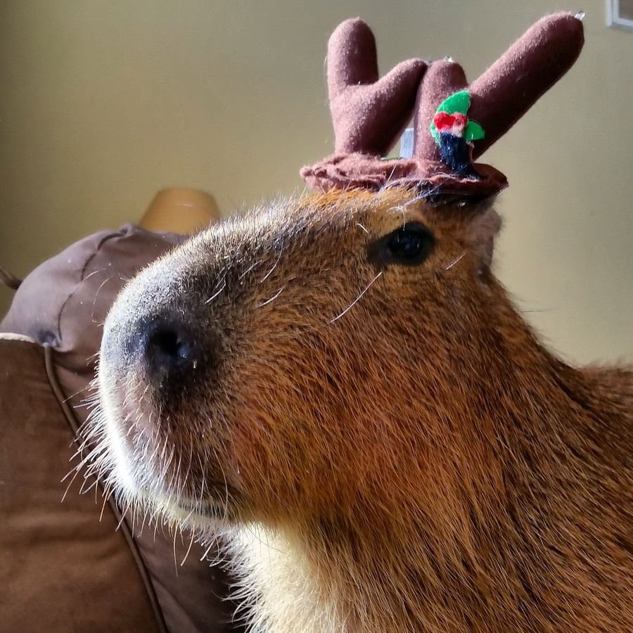 Капибара и морская Свинка