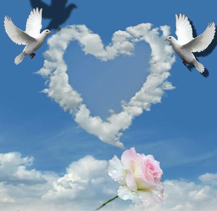 Белыми голубями летите к маме домой. Голуби в небе. Сердце голубя. Голубь в небесах. Два голубя в небе.