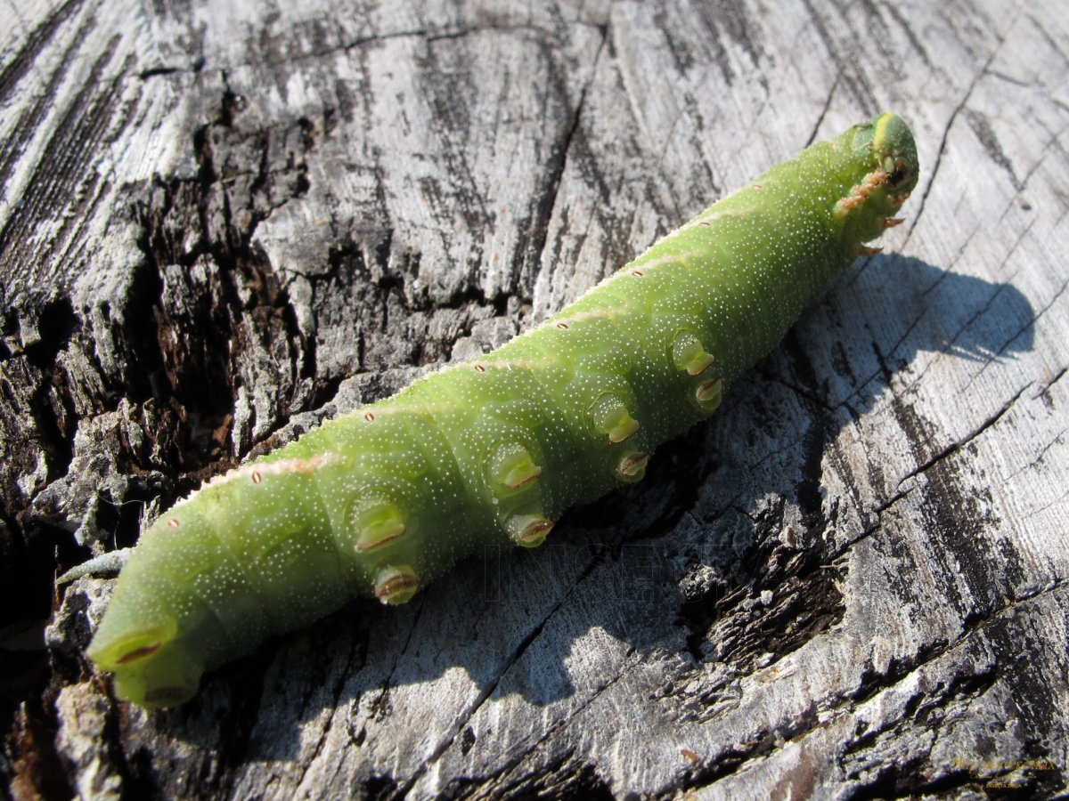 Бражник Элефант гусеницы