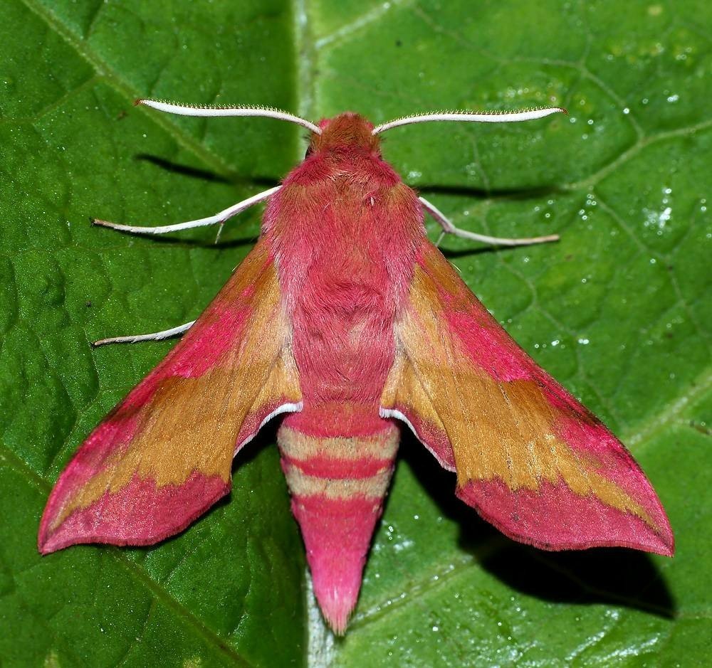 Винный Бражник гусеница