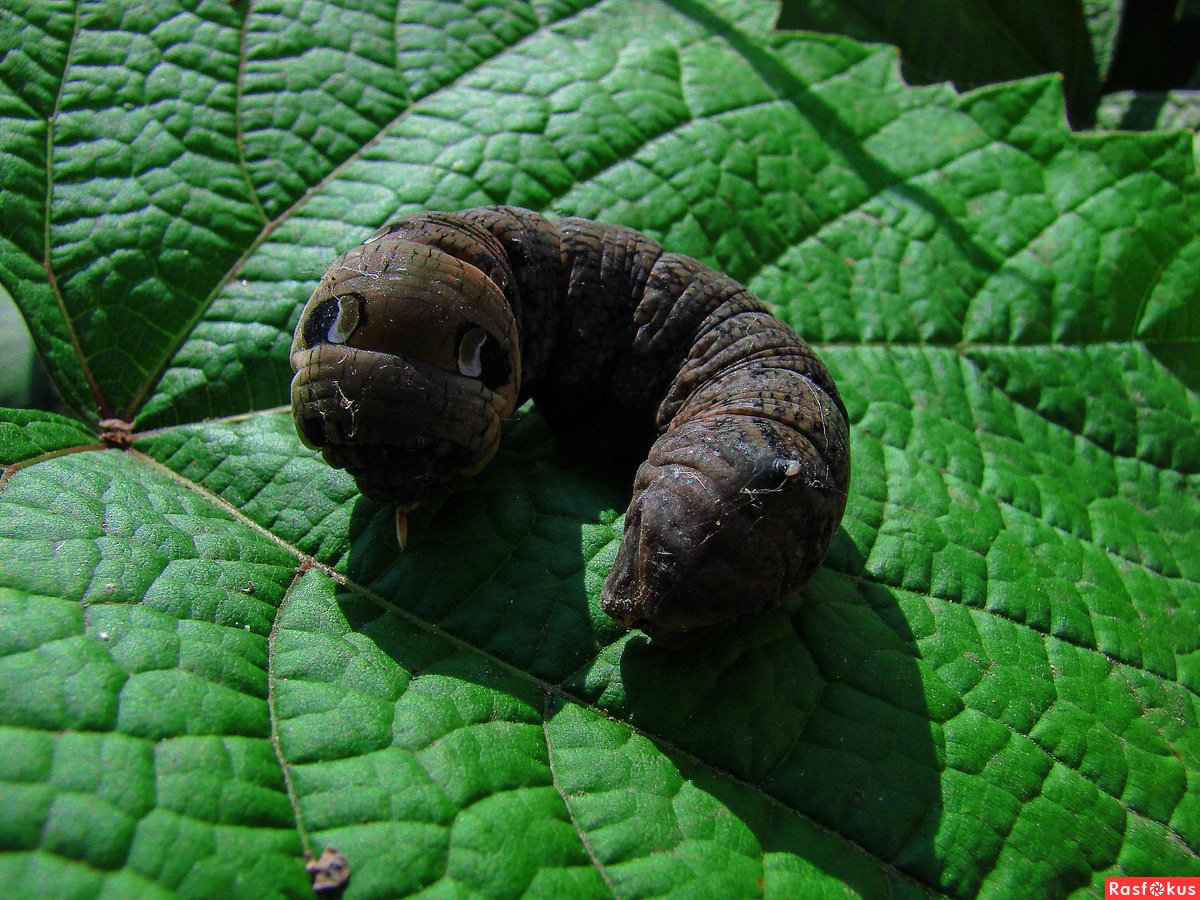 Hemeroplanes triptolemus ( гусеница – змея )