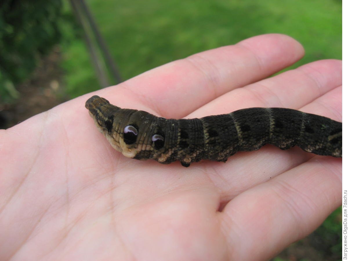 Бражник вьюнковый гусеница