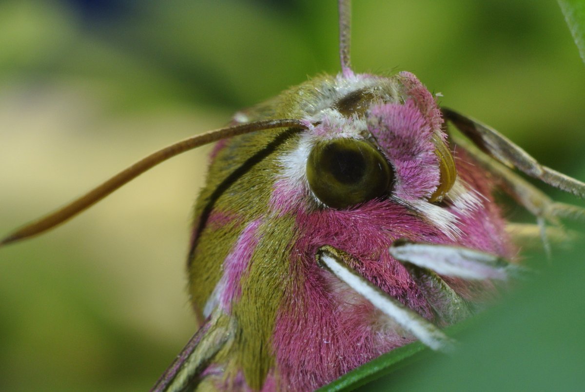 Papilio Troilus гусеница бабочка