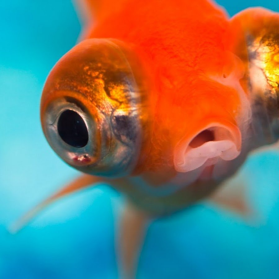 Рыба с глазами по бокам