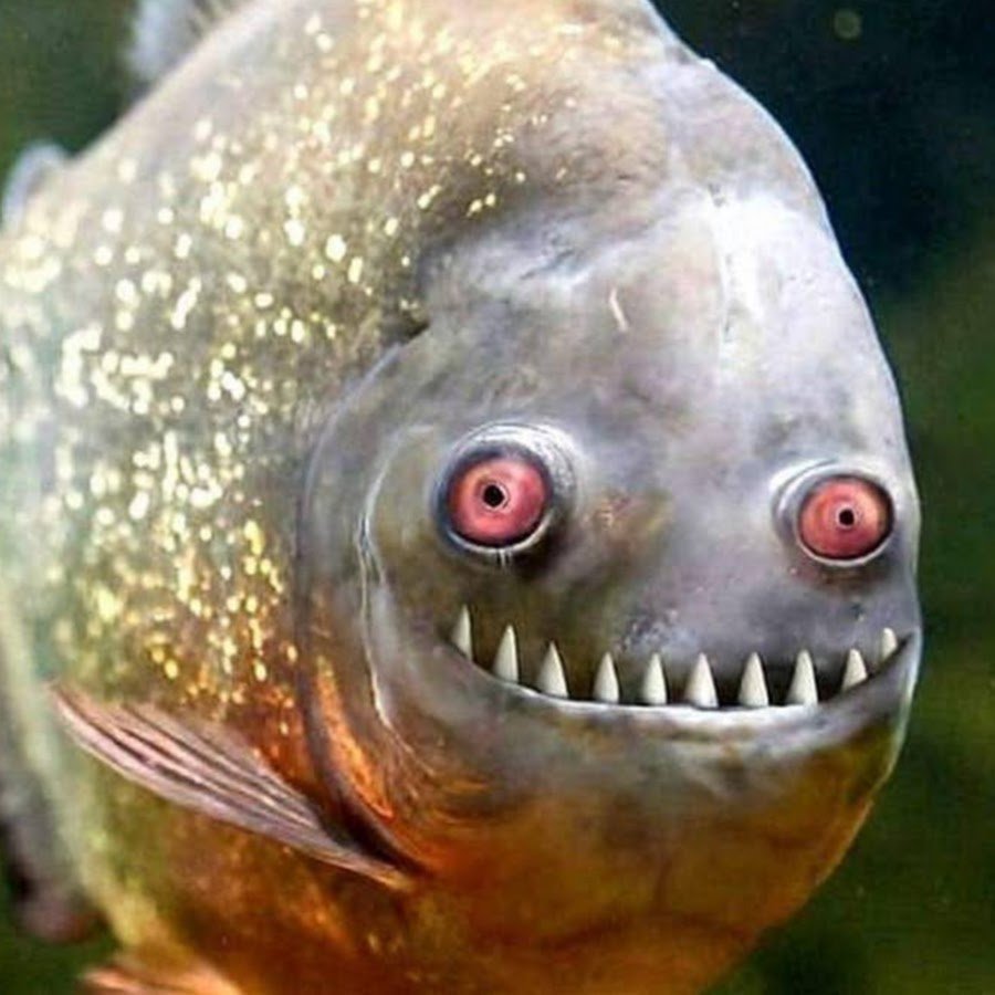 Аквариумная рыбка телескоп Звездочет