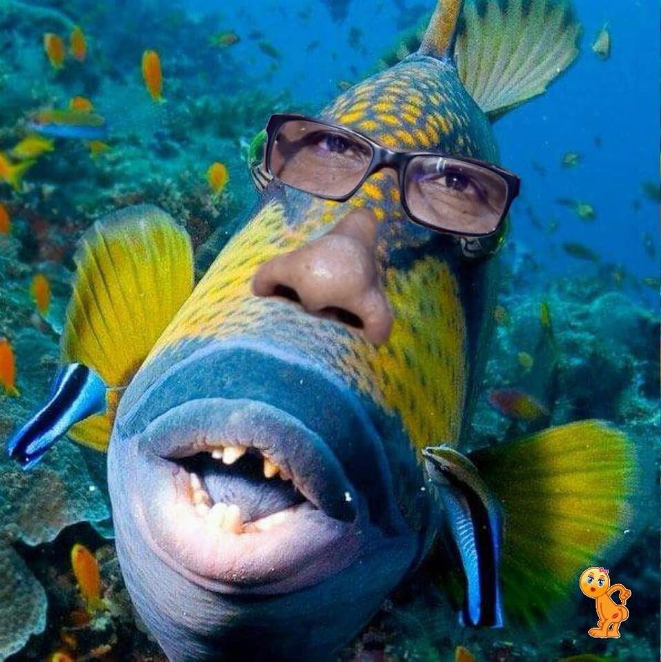 Рыба губастик морская