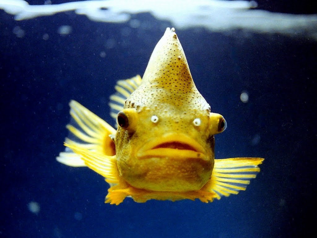 Смешные рыбки