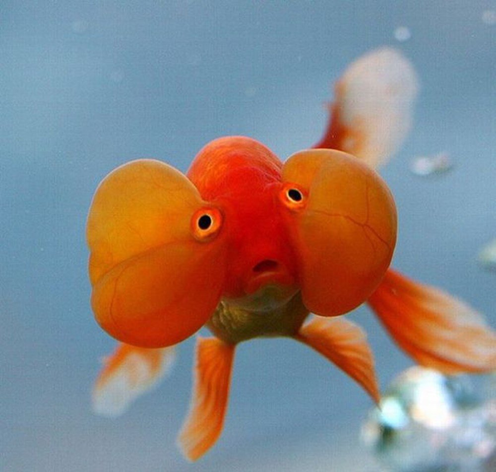Рыба смешная картинка. Звездочет рыбка аквариумная. Золотая рыбка водяные глазки. Золотая рыбка пузыреглаз. Пузыреглаз «водяные глазки».