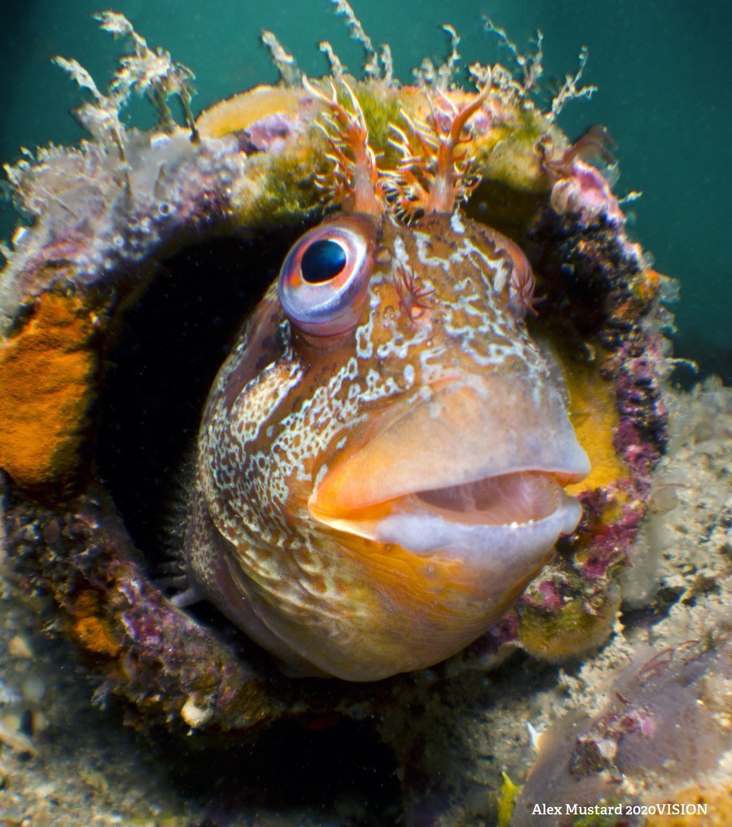 Рыбка для кошки