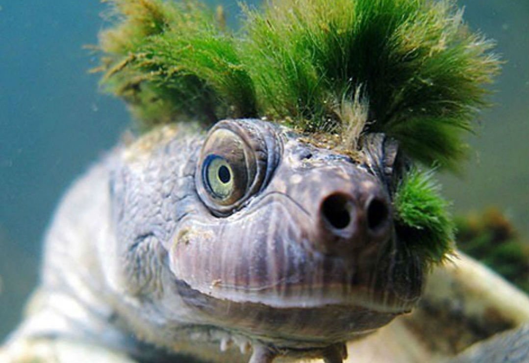 Рыба с грудью