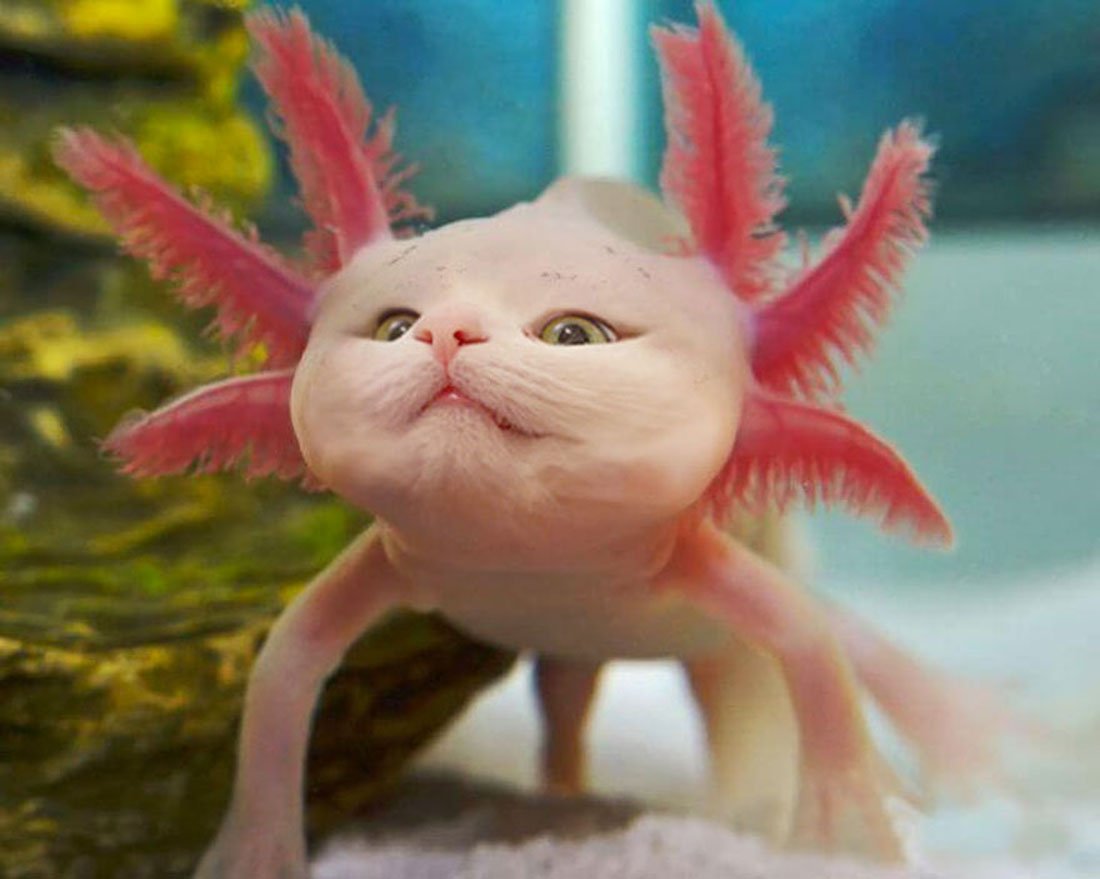 Смешной кот с рыбой