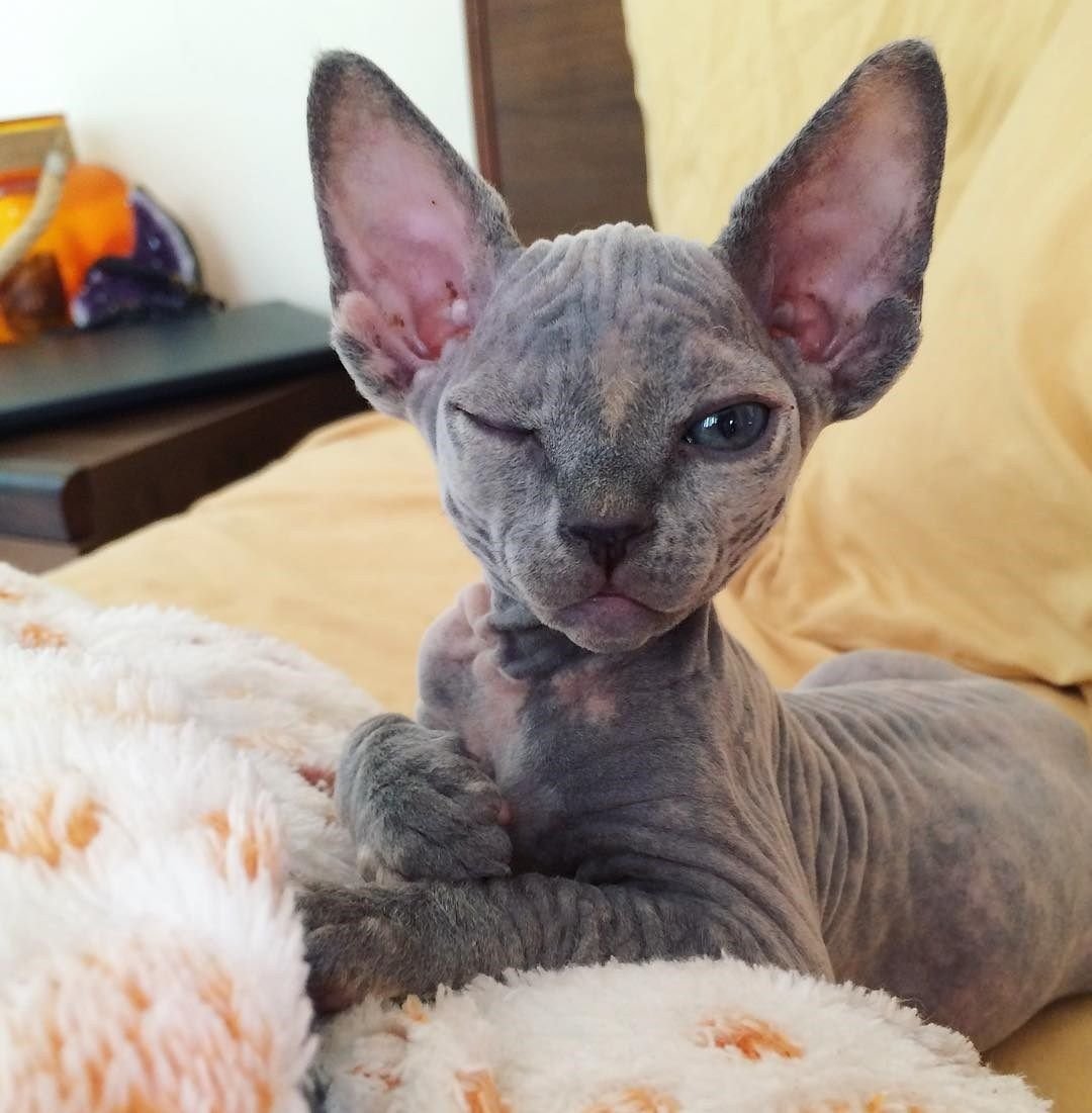 Котята браш Донской сфинкс