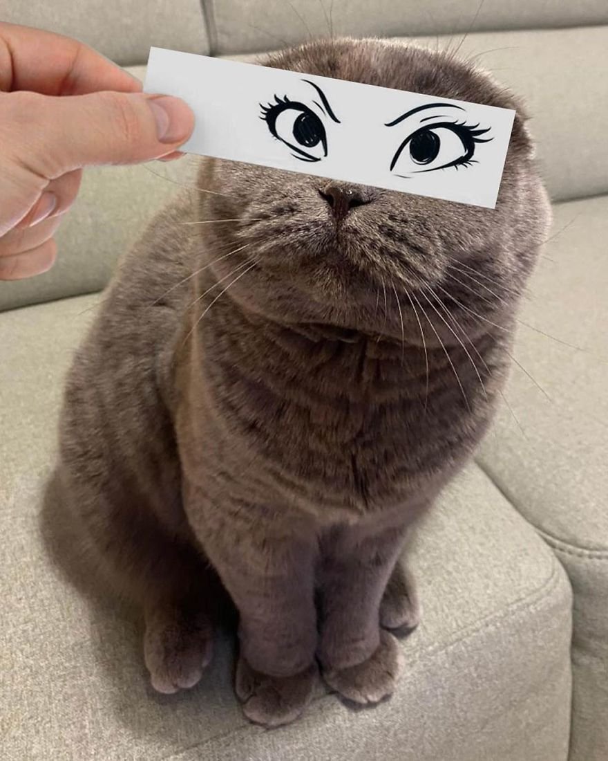 Фото котика на аву