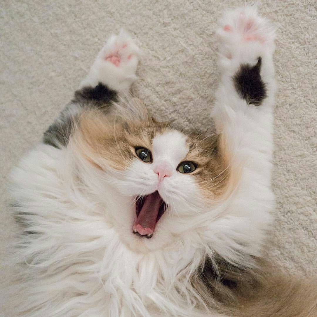 Милые котики в шапках