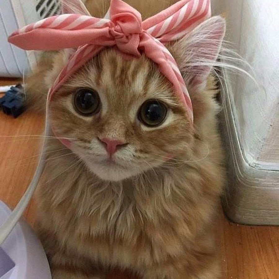 Смешная мордашка котика