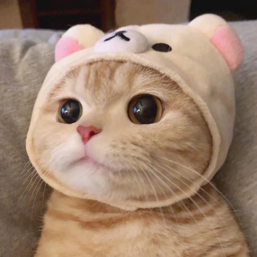 Двуликая кошка Венера