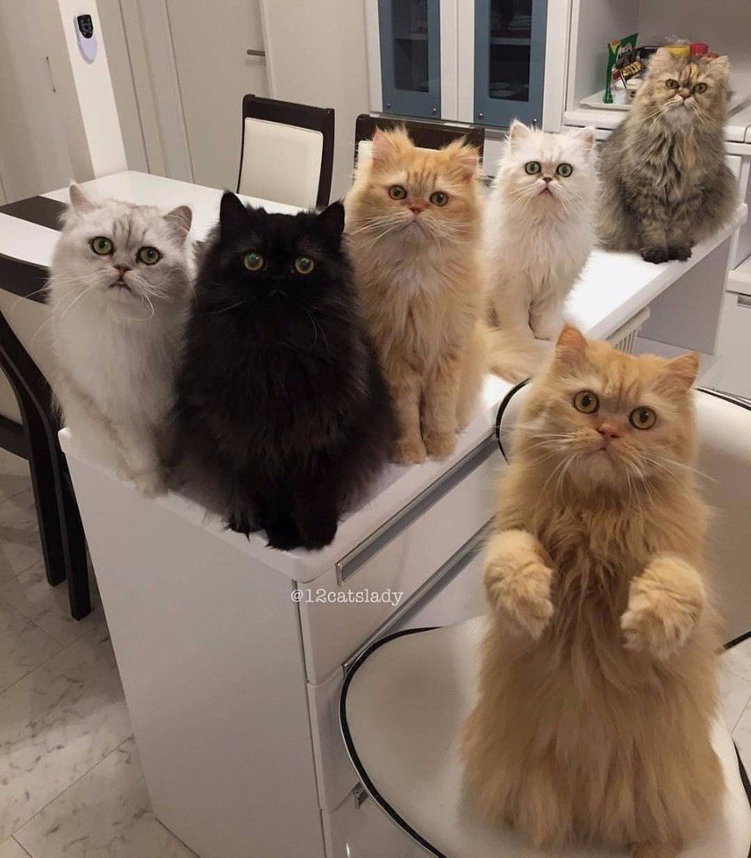 Кот с лаймом на голове