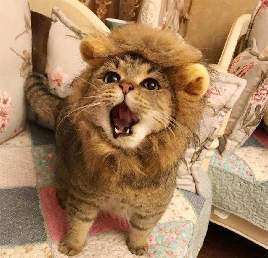 Удивленный белый кот