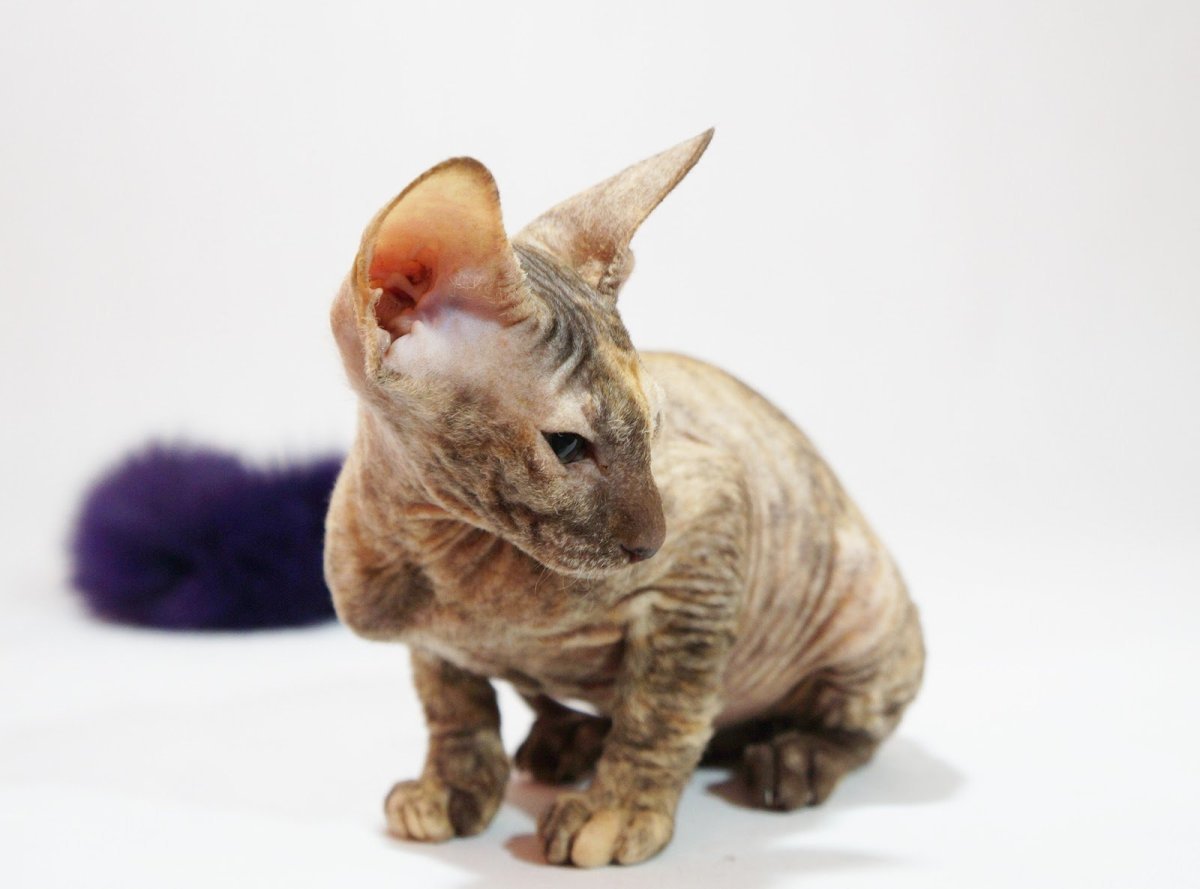 Донской сфинкс браш