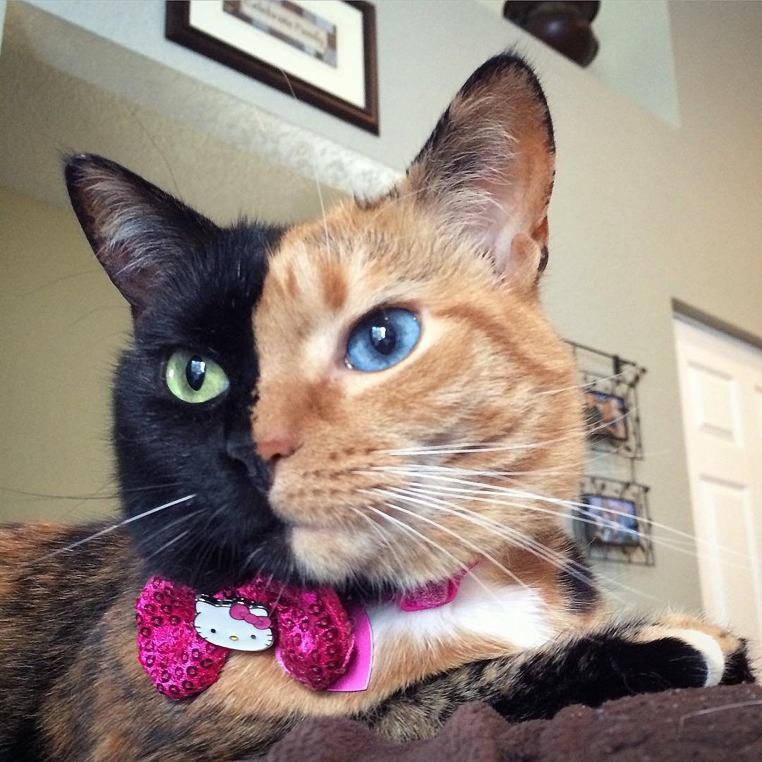 Утренний кот