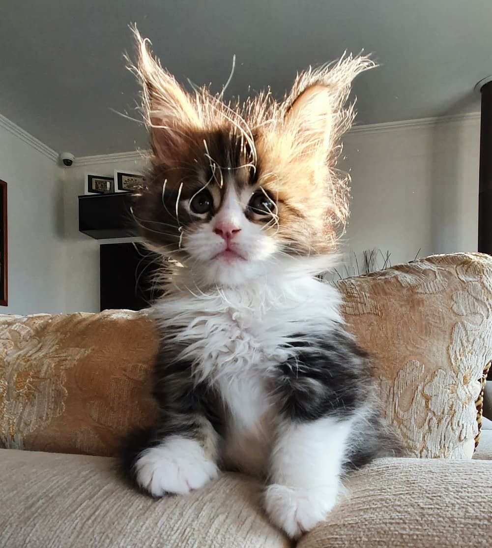 Животные с кошачьими мордами