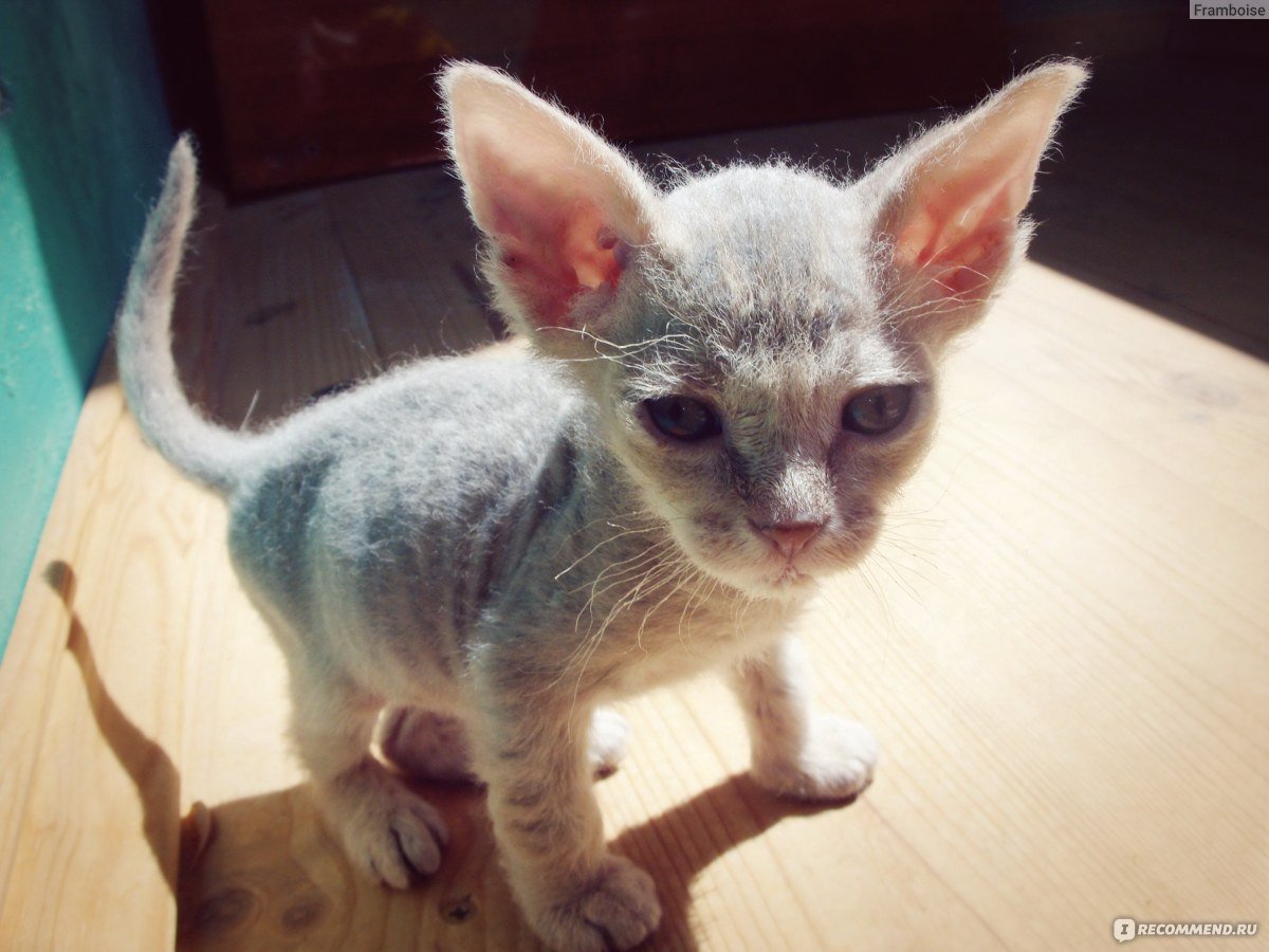 Порода котят браш фото