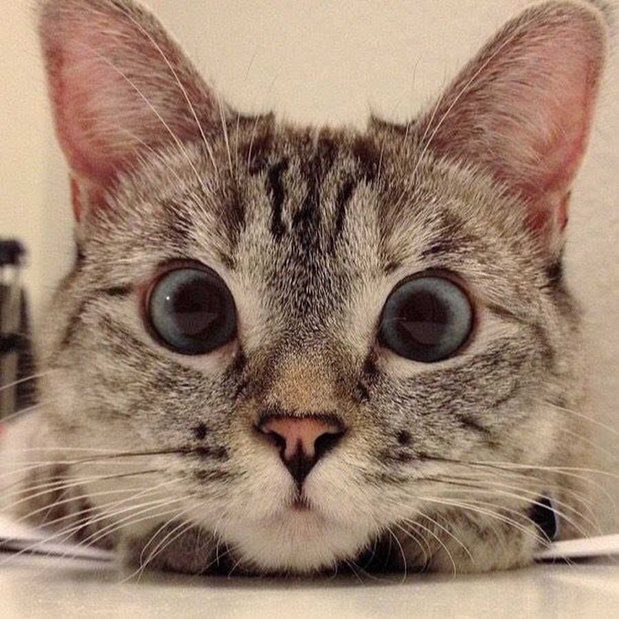 Заинтересованный котик