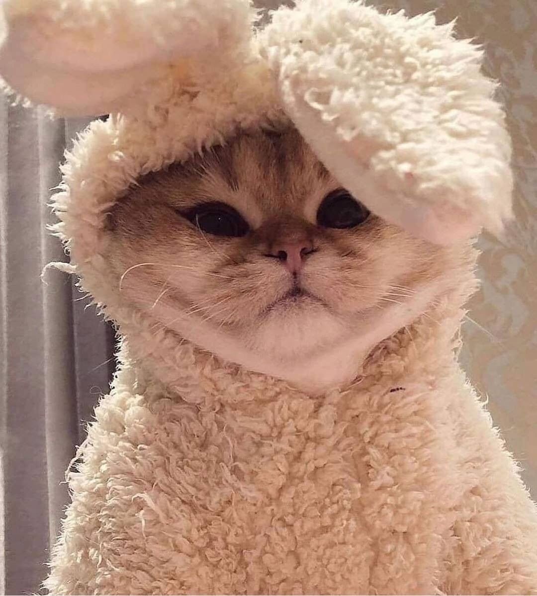 Смешные коты ржака