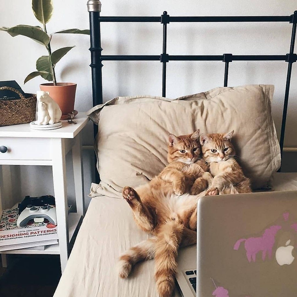 Дерзкий кот