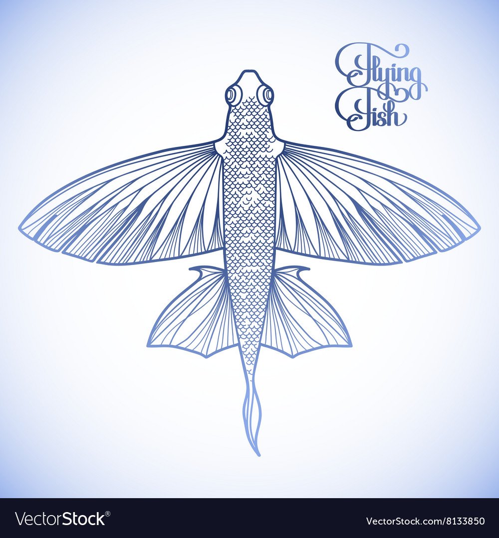 Летучая рыба – Exocoetidae