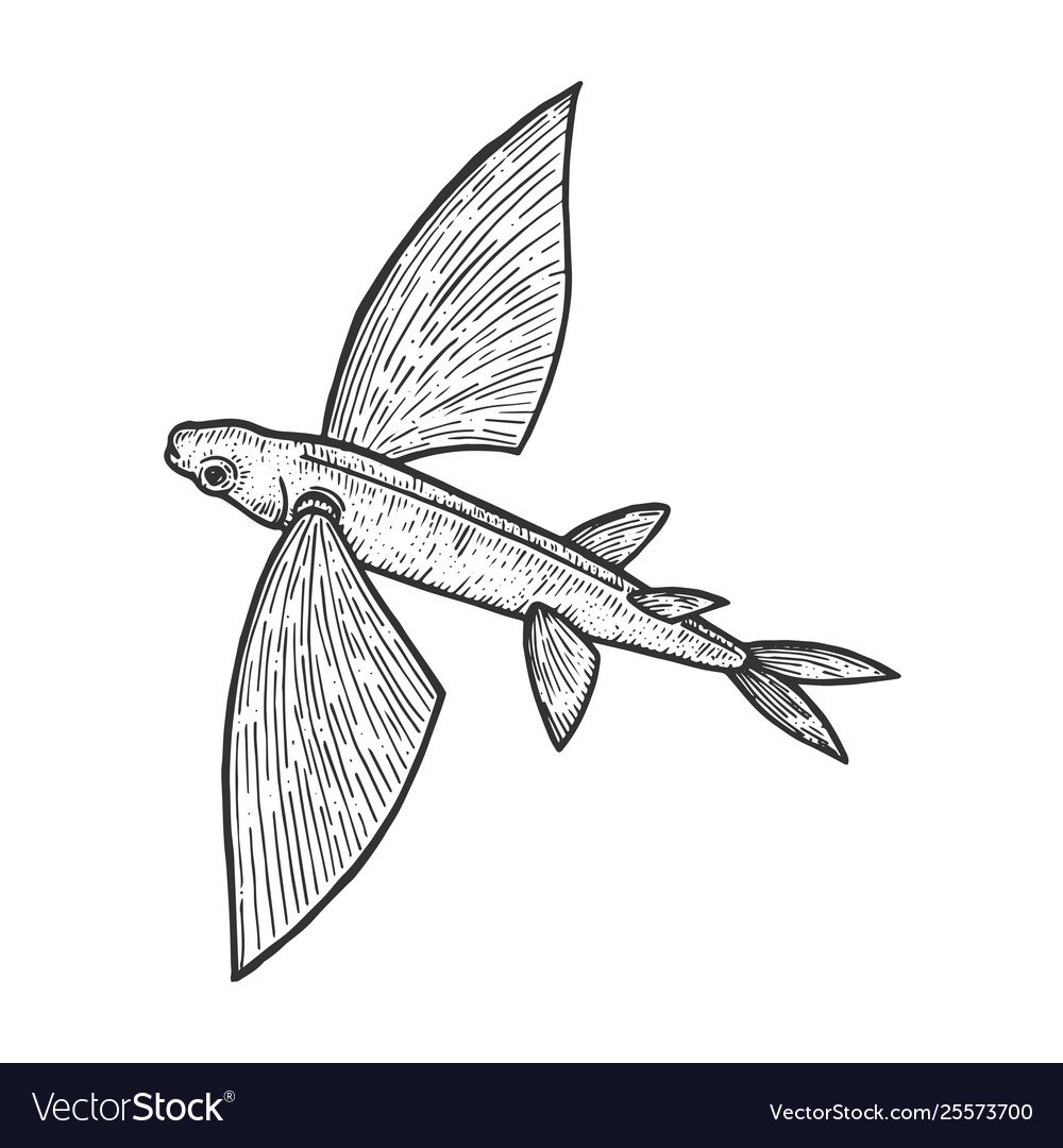 Летающая рыба на белом фоне